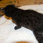Mau Black on Black Female #1DOB 5-13-14 005-800