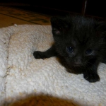 Mau Black on Black Female #1DOB 5-13-14 008-800