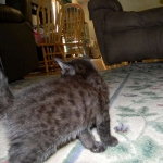 Mau Black on Black Female #1DOB 5-13-14 009-800