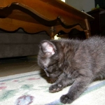 Mau Black on Black Female #1DOB 5-13-14 011-800