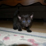 Mau Black on Black Female #1DOB 5-13-14 015-800