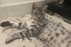 Luna, Mau silver Female #1 darker DOB 3-23-18