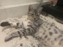 Luna, Mau silver Female #1 darker DOB 3-23-18