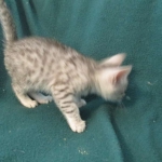 Mau, silver, female DOB 3-23-18