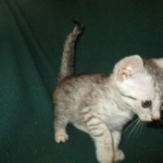 Mau, silver, female DOB 3-23-18