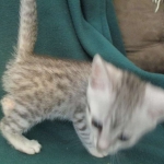 Mau, silver, female DOB 3-23-18