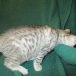 Mau, silver, female DOB 3-23-18