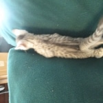 Mau, silver, female DOB 3-23-18