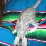 Mau, silver, female DOB 3-23-18