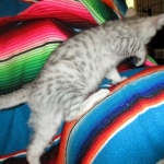 Mau, silver, female DOB 3-23-18