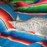 Mau, silver, female DOB 3-23-18