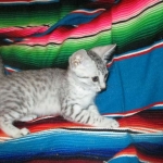 Mau, silver, female DOB 3-23-18
