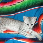 Luna, Mau, silver, female DOB 3-23-18