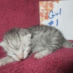 Mau, silver, female DOB 3-23-18