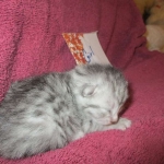 Mau, silver, female DOB 3-23-18