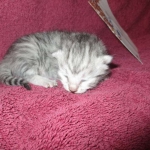 Mau, silver, female DOB 3-23-18