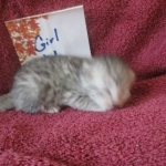 Mau, silver, female DOB 3-23-18