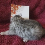 Mau, silver, female DOB 3-23-18