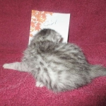 Mau, silver, female DOB 3-23-18