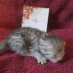 Mau, silver, female DOB 3-23-18