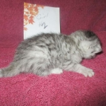 Mau, silver, female DOB 3-23-18