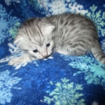 Mau, silver, female DOB 3-23-18