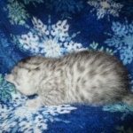 Egyptian Mau, Mau, spotted, Kitten, Kittens, for sale, north carolina, exotic, Silver