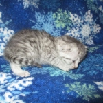 Egyptian Mau, Mau, spotted, Kitten, Kittens, for sale, north carolina, exotic, Silver