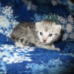 Mau, silver, female DOB 3-23-18