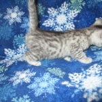 Mau, silver, female DOB 3-23-18
