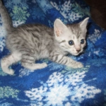 Mau, silver, female DOB 3-23-18