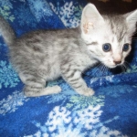 Mau, silver, female DOB 3-23-18