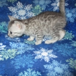 Mau, silver, female DOB 3-23-18