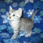 Mau, silver, female DOB 3-23-18