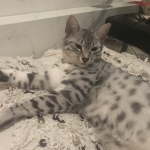 Luna, Mau, silver, female DOB 3-23-18