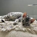 Luna, Mau, silver, female DOB 3-23-18