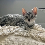 Luna, Mau, silver, female DOB 3-23-18
