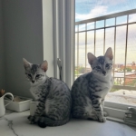 Luna, Mau, silver, female DOB 3-23-18