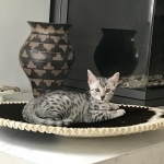 Luna, Mau, silver, female DOB 3-23-18