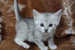 Mau Silver female #1 DOB 11-8-22 light