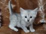 Mau Silver female #1 DOB 11-8-22 light