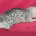 Mau Silver female DOB 11-8-22