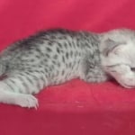 Mau Silver female DOB 11-8-22