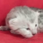 Mau Silver female DOB 11-8-22