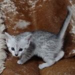 Mau Silver female DOB 11-8-22