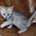 Mau Silver female DOB 11-8-22