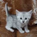 Mau Silver female DOB 11-8-22