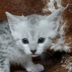 Mau Silver female DOB 11-8-22