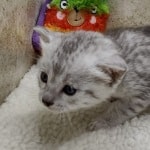 Mau Silver female DOB 11-8-22