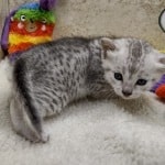 Mau Silver female DOB 11-8-22